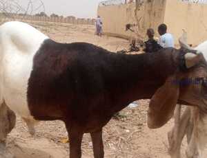 Sallah Rams for Sale